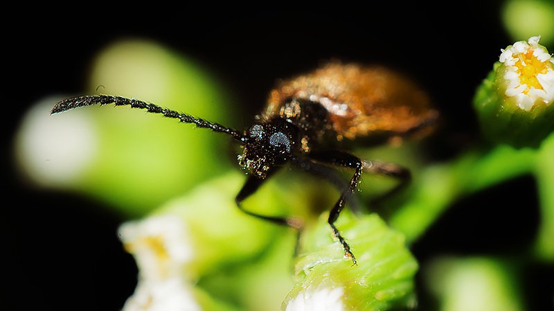 44 фото превью