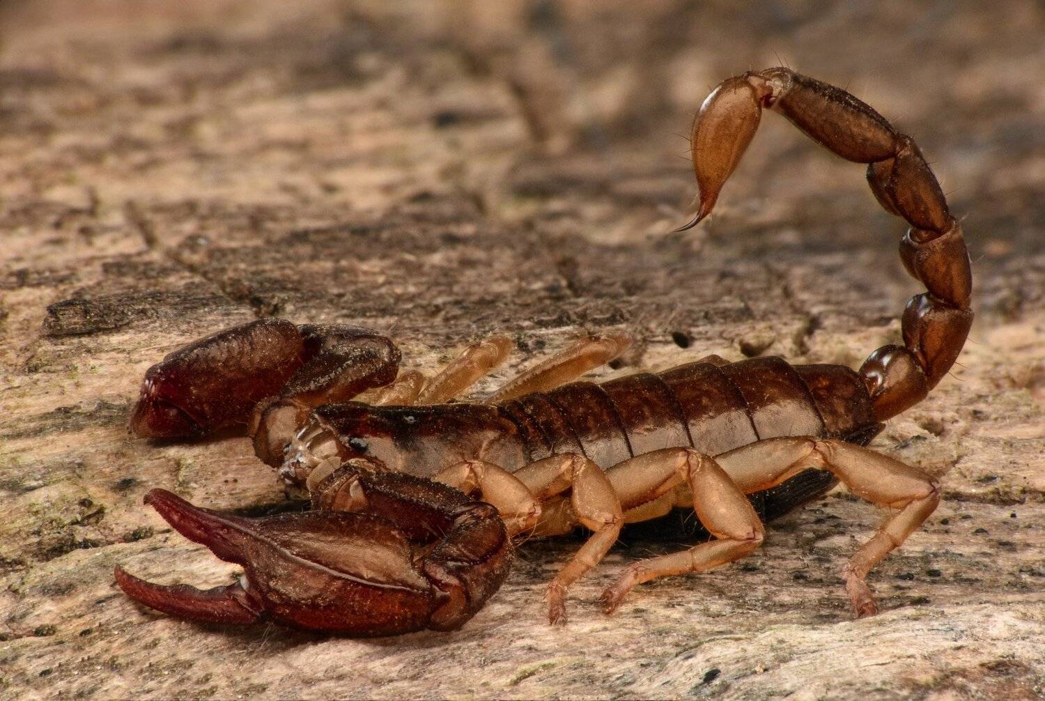 ceclii, nikon d3400, Tsvetan Ganev