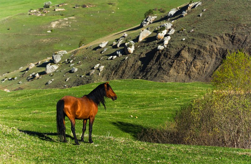 природа, пейзаж, горы, кавказ, природа россии, дикая природа, закат, свет, облака, вечер, весна, лошади, животные *** фото превью