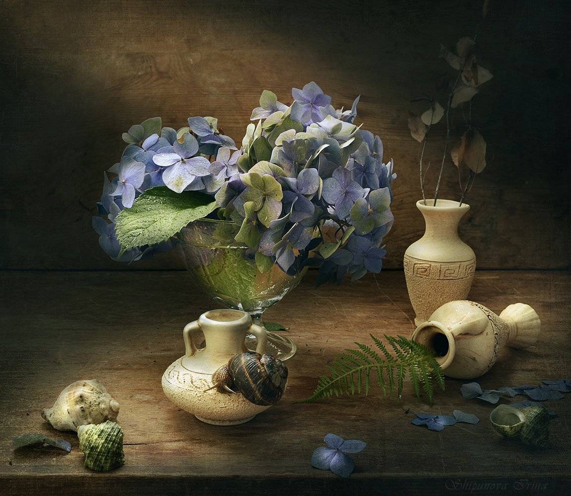 , Шипунова Ирина