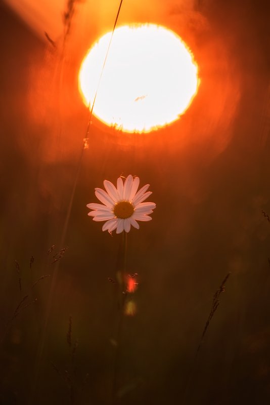 ромашка, цветы, закат,березы раз-ромашка, два-ромашка.... фото превью