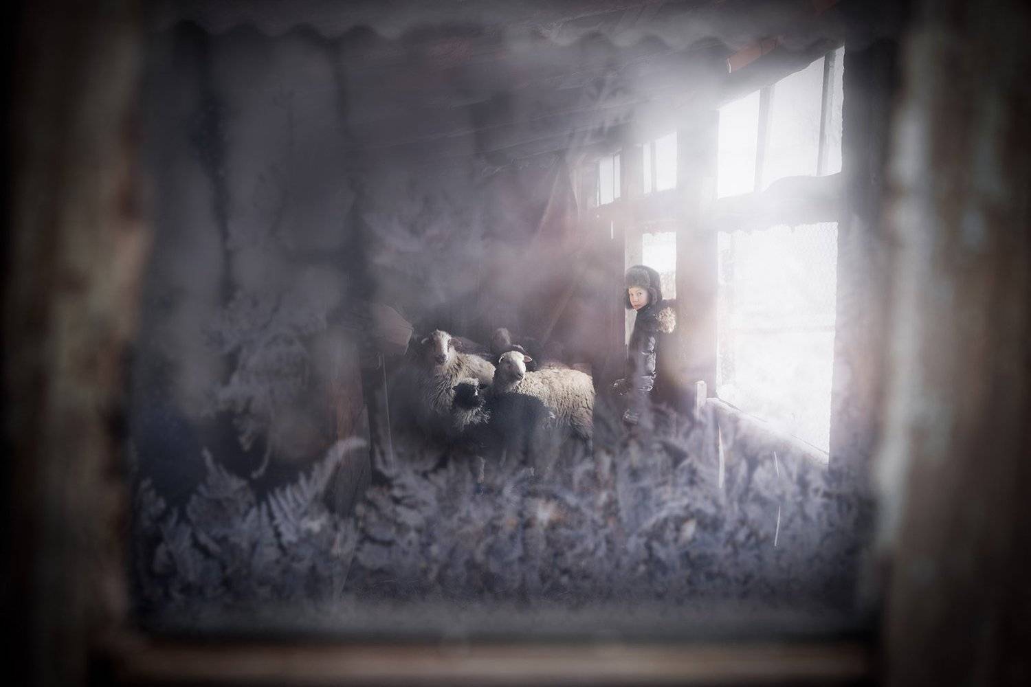 #ural #snow #snowflake #yusupovapro #yusupovaalicja #sheep #frozen, Алиция Юсупова - Alicja Yusupova