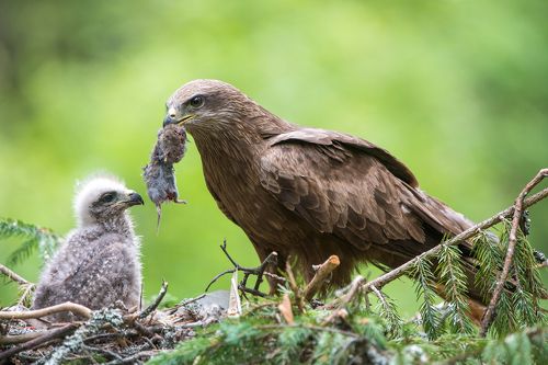 Черный коршун