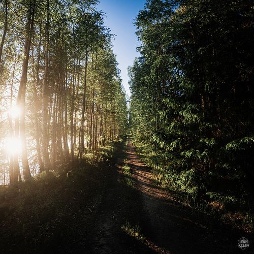 Тропа в лесах