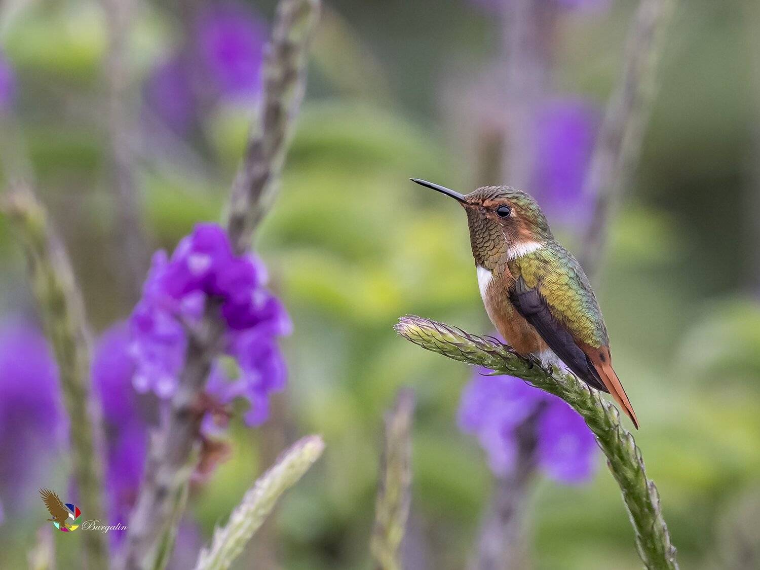 , Fernando Burgalin Sequeira