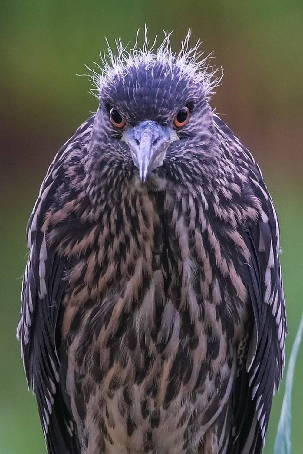 , Вячеслав Мищенко