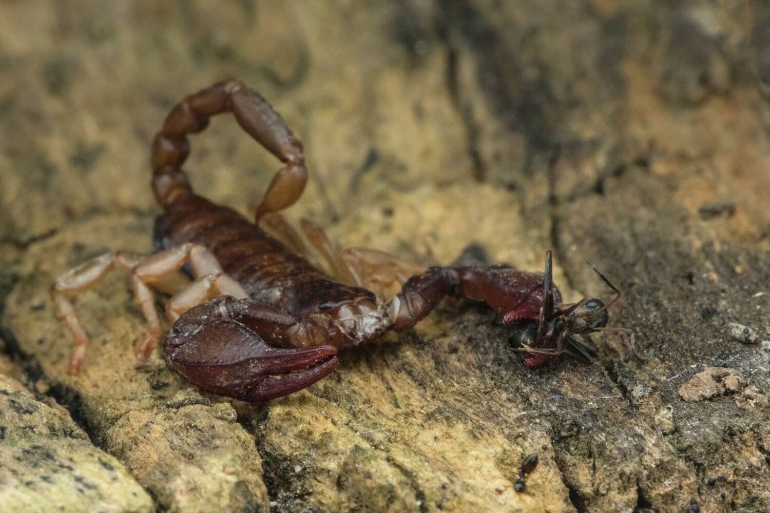 ceclii, nikon d3400, Tsvetan Ganev