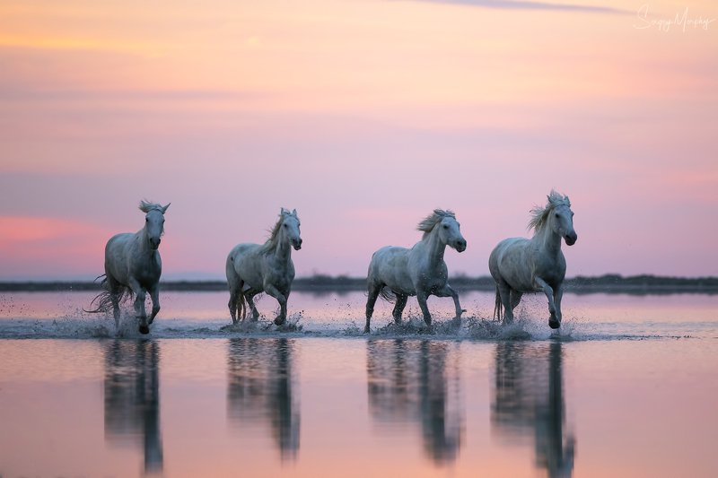 camargue horses Camargue horses. фото превью