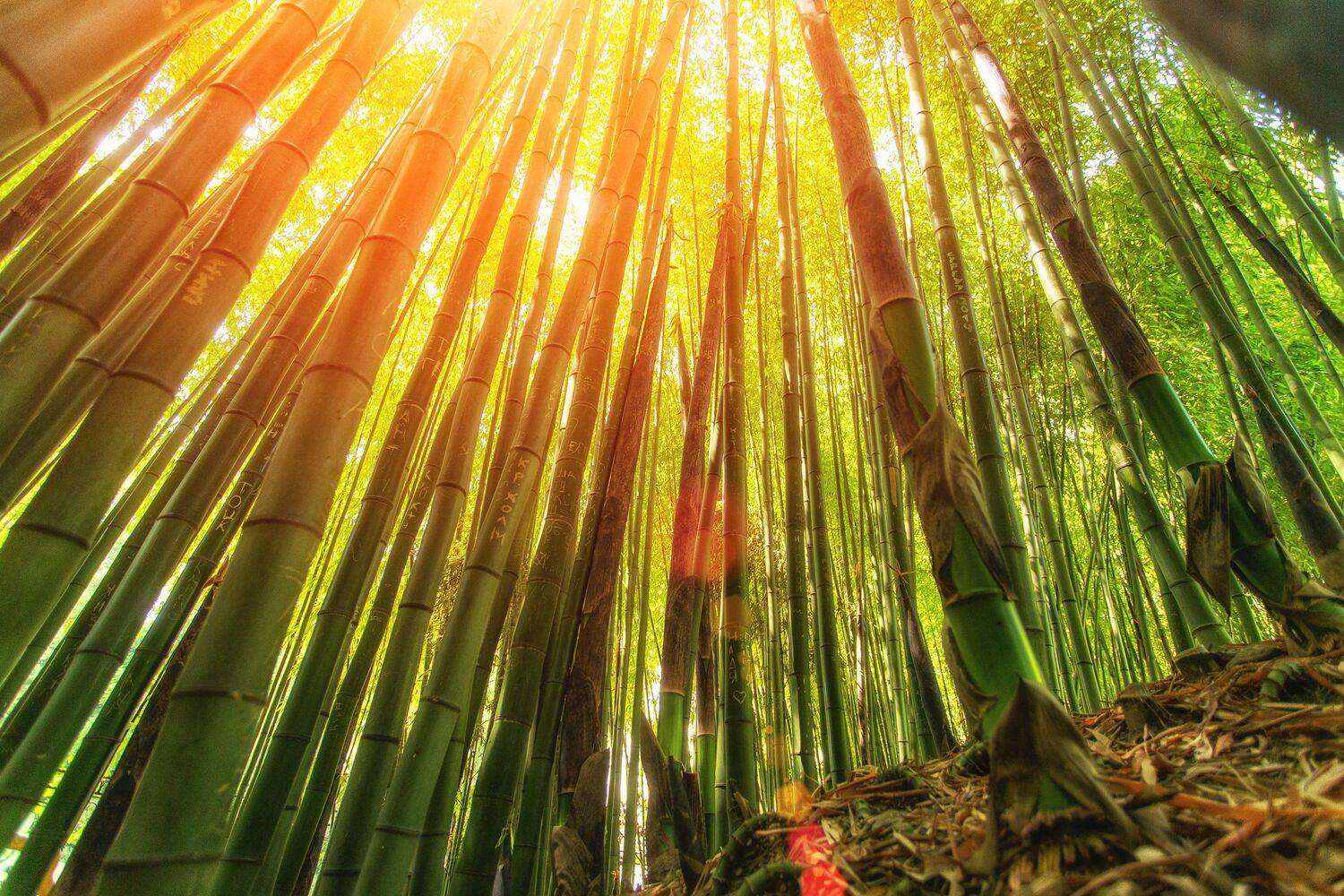 , Павел Сагайдак