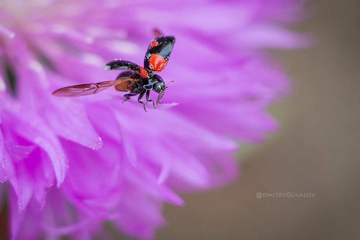 макро, природа, лето, макросъёмка, макрофотография, растение, цветы, жизнь, макромир, божьякоровка, , Дмитрий Гусалов