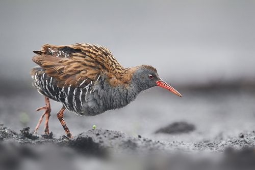 Water rail