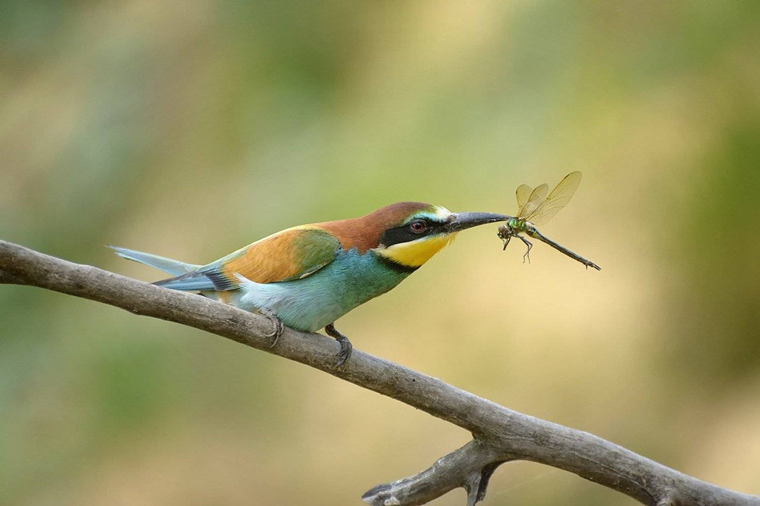 , Анатолий Зверев