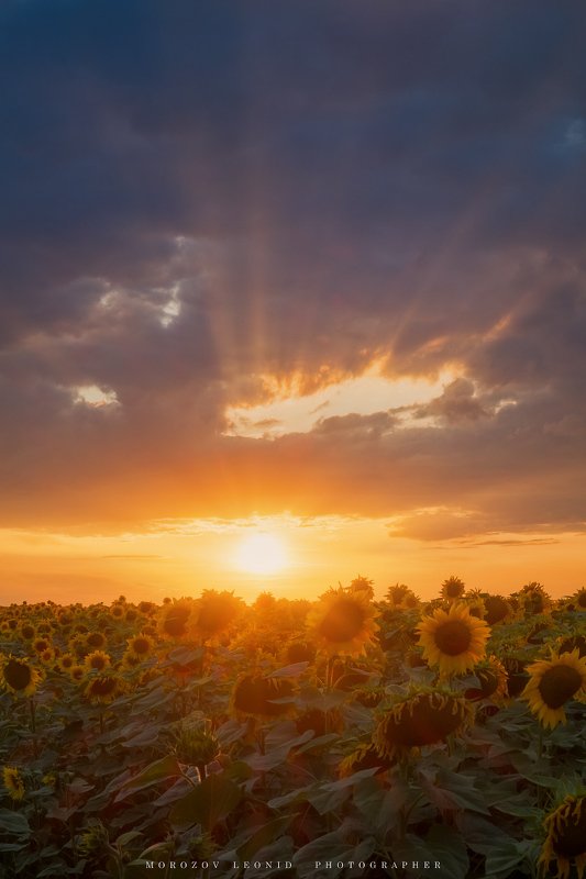 #landscape, #nature, #scenery, #forest, #wood, #autumn, #mist, #misty, #fog, #foggy, #river, #waterfall, #longexposure, #mountain, #vitosha, #bulgari, #aтуман, #лес, #oсень *** фото превью