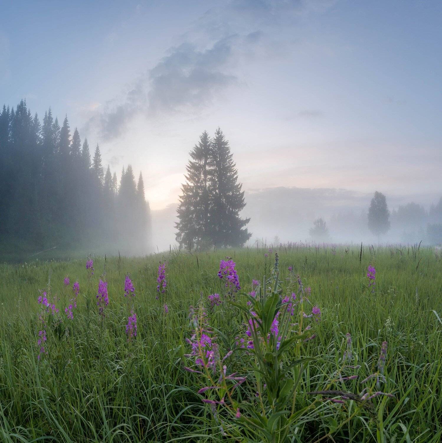 рассвет , туман ,лето, кипрей, север ,солнце, свет, вологодская, Павел Ващенков