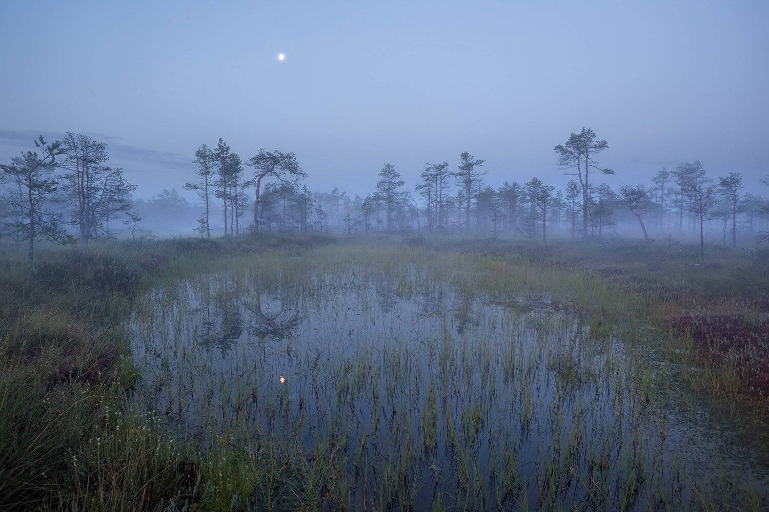 болото, кайф, рассвет ,север ,луна, свет,туман, сумерки, Павел Ващенков
