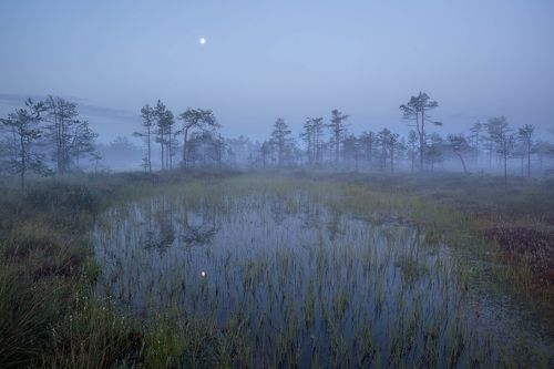 Лунные сумерки на болоте