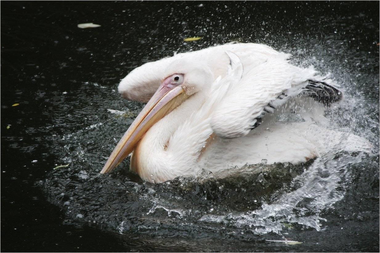 пеликан, КарОл