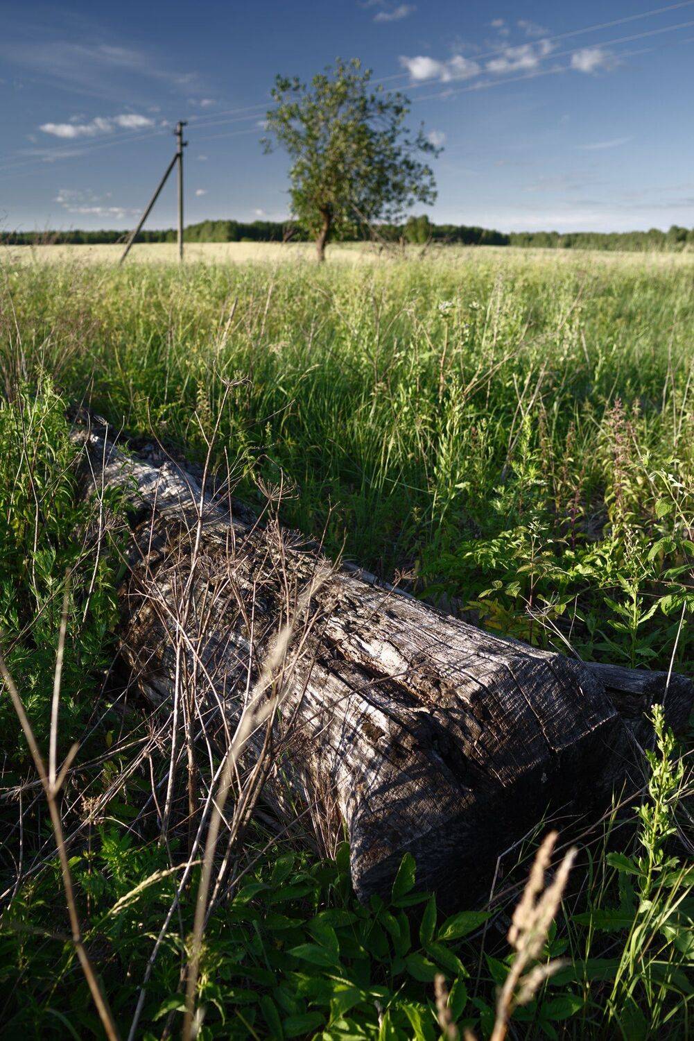 поле, ромашки, Алексей Егоров