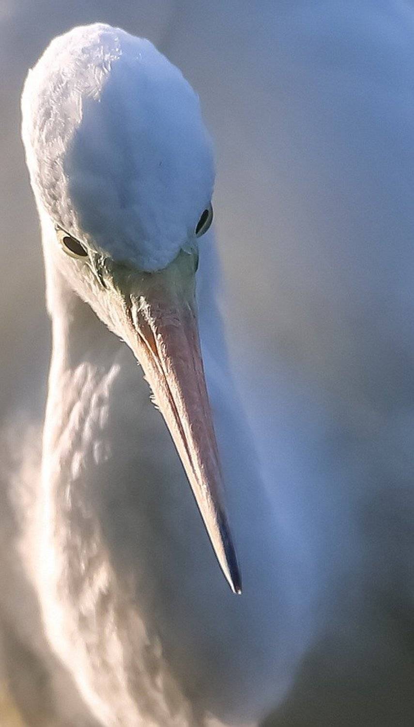 , Вячеслав Мищенко