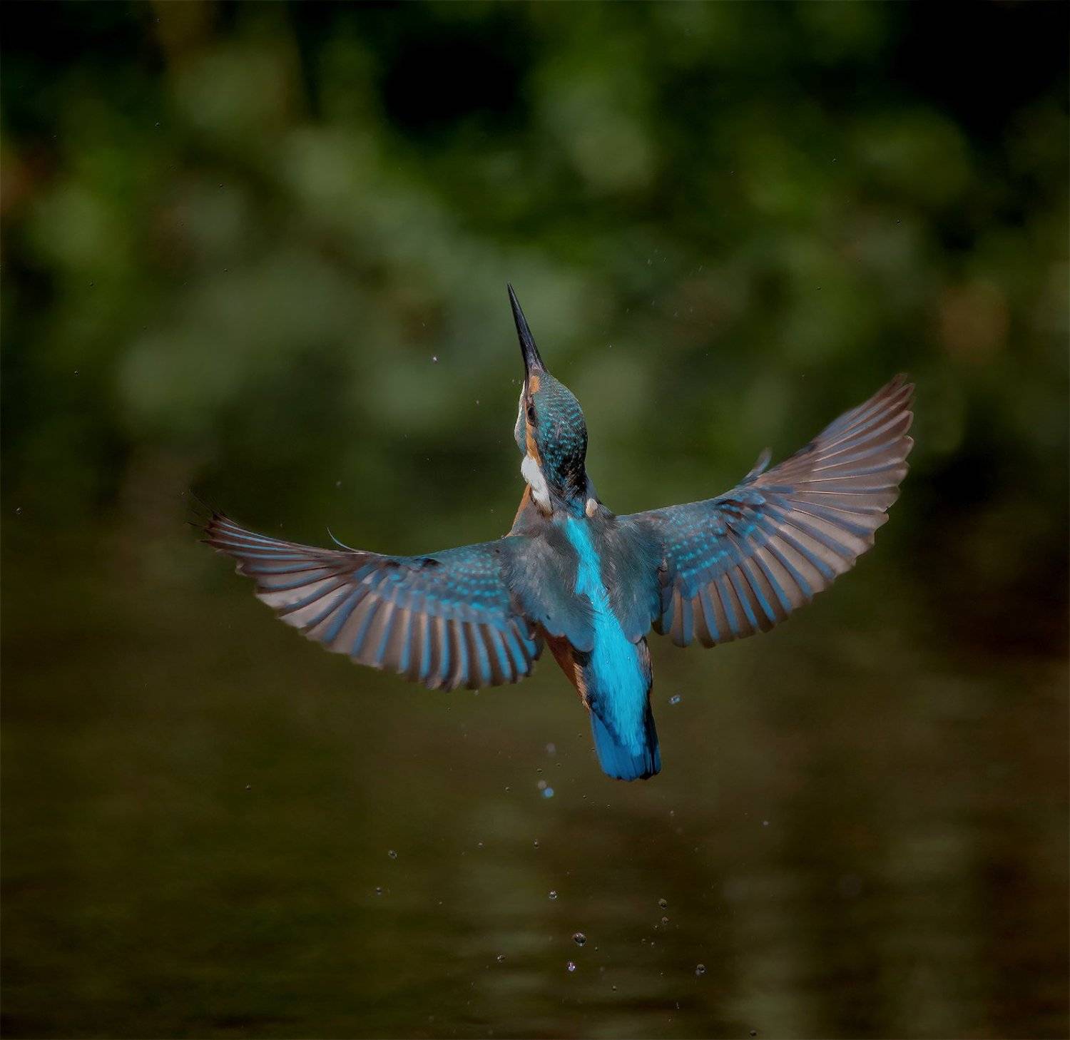 , Стефан Дянков