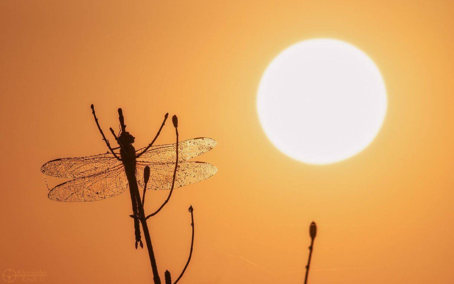 , Александр Круль