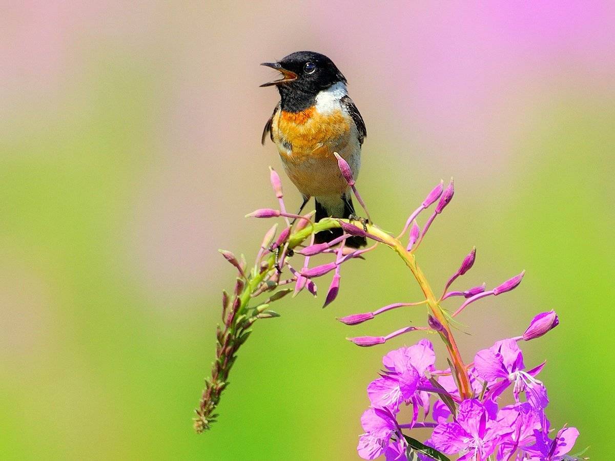 природа, фотоохота, чекан, птицы, животные, цветы, лето, vladilenoff