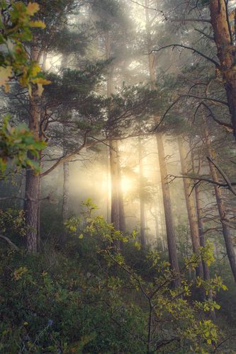 Солнце сквозь туман