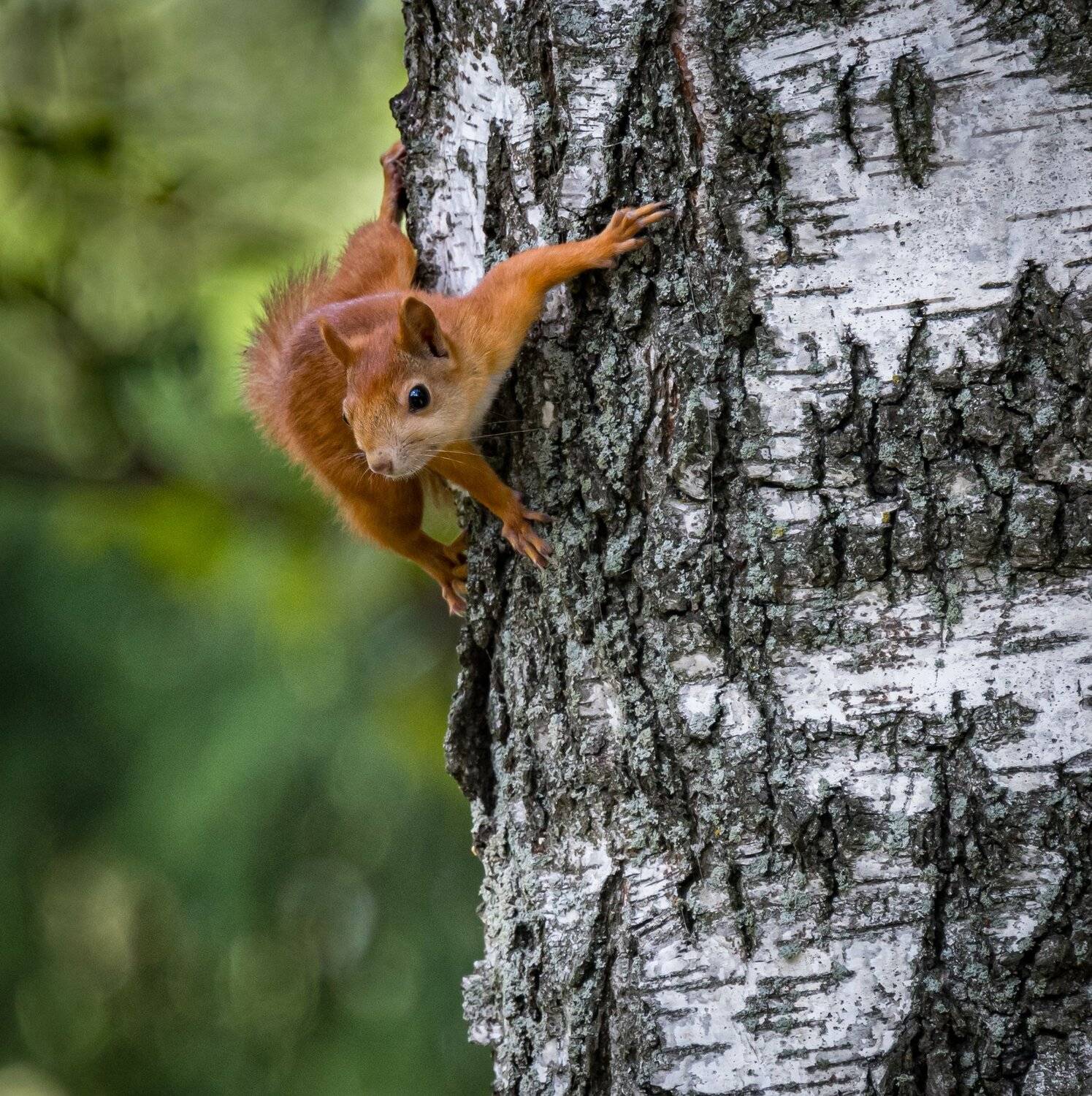, Курлянцев Алексей