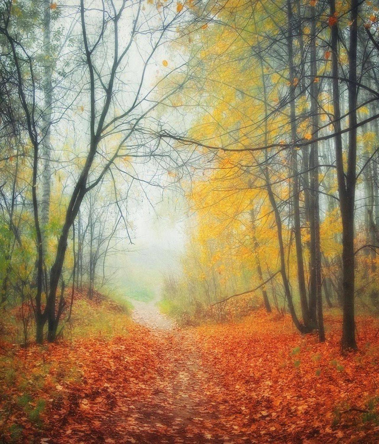 осень, подмосковье, лес, Владимир Липецких