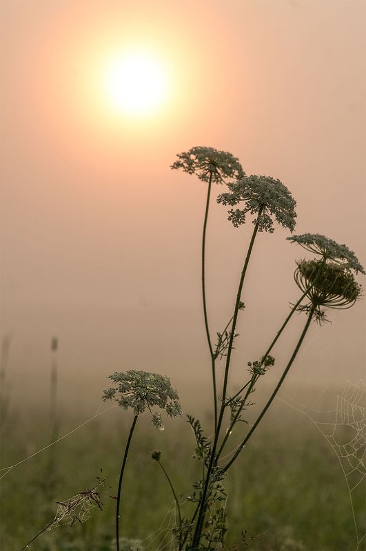 fog,morning,flowers,summer Norning silence фото превью
