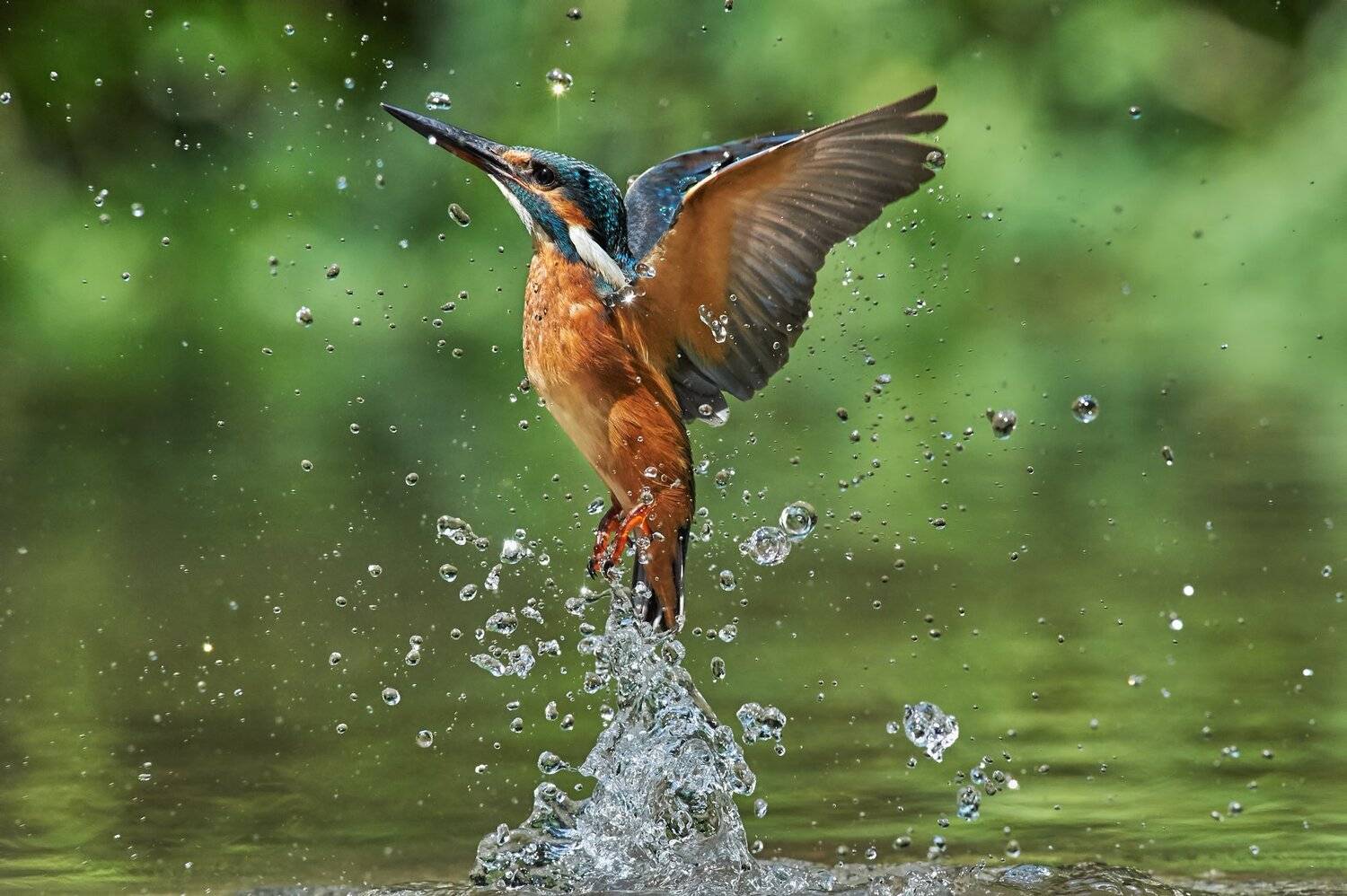 зимородок, kingfisher, Калин Ботев