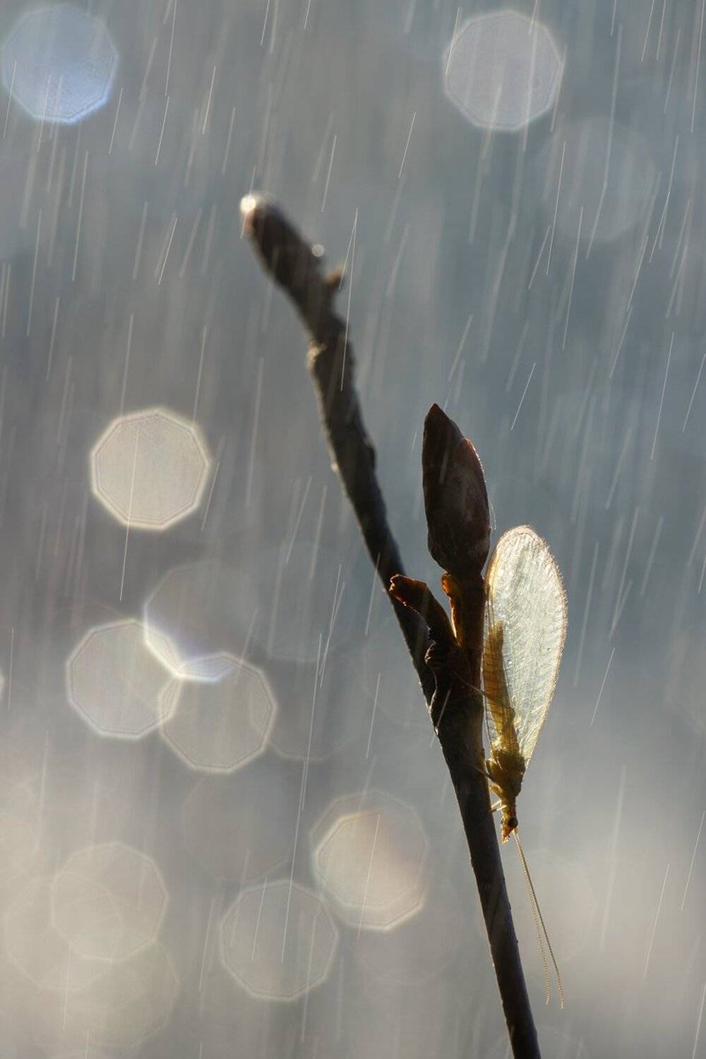 , Кузнецов Дмитрий