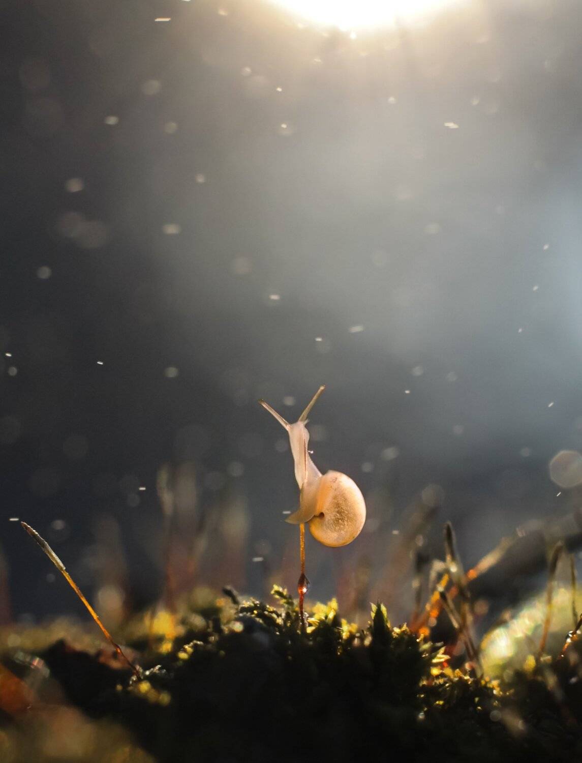 , Юлия Хворостяная