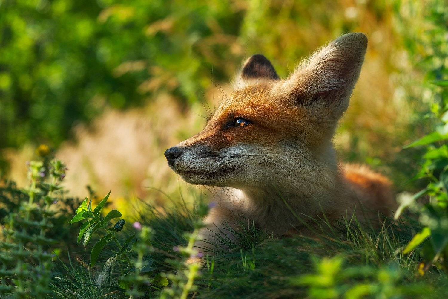 лиса, животные, анималистика, природа, лисенок, fox, animals, wildlife, nature, Оксана Быстрицкая