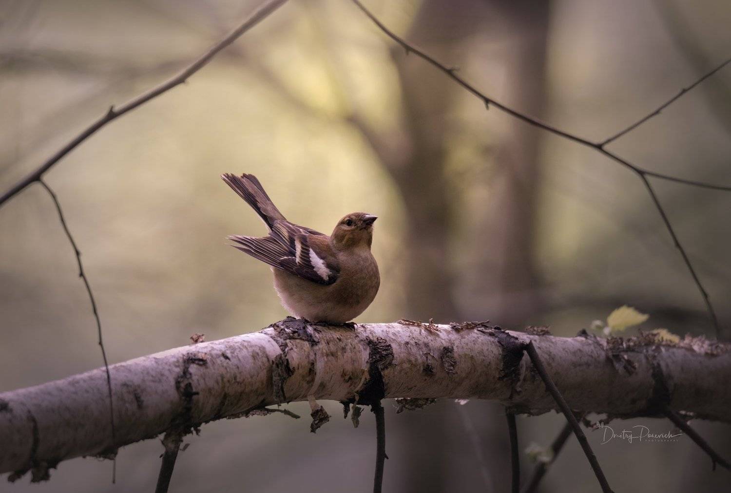 природа, лес, животные, птицы, Дмитрий Посевич