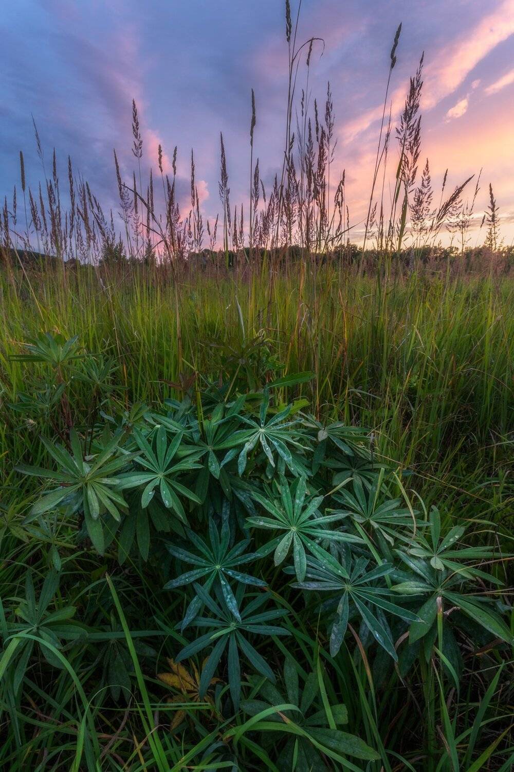 природа, пейзаж, закат, люпины, листья, Мартыненко Дмитрий