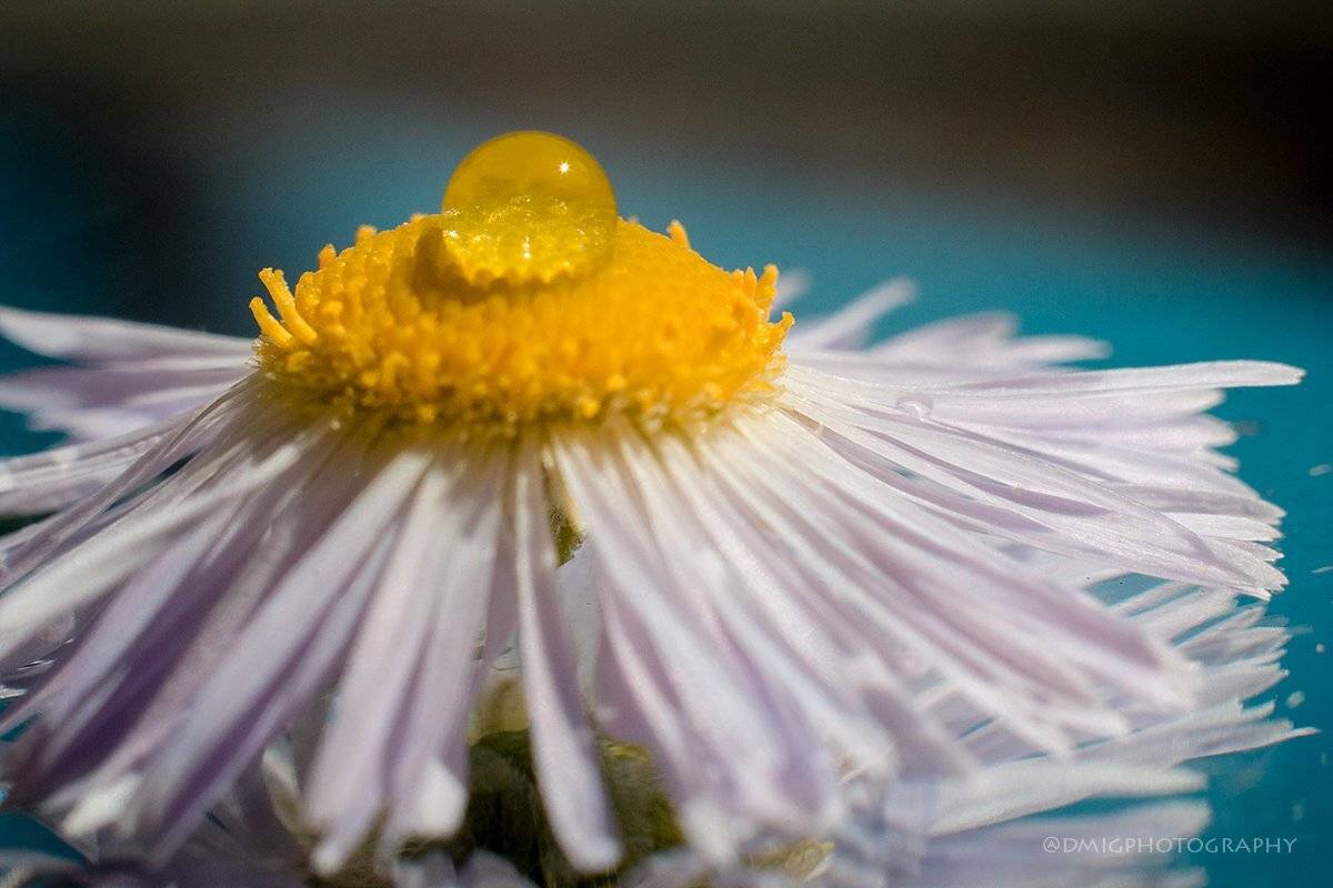 макро, природа, лето, макросъёмка, макрофотография, растение, цветы, жизнь, макромир, капля, вода, , Дмитрий Гусалов