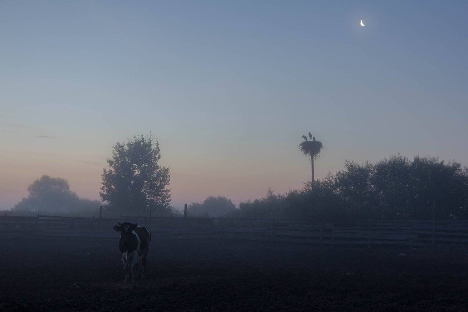 деревня, ферма, корова, птица, аист, луна, сумерки, белая ночь, Павел Ващенков