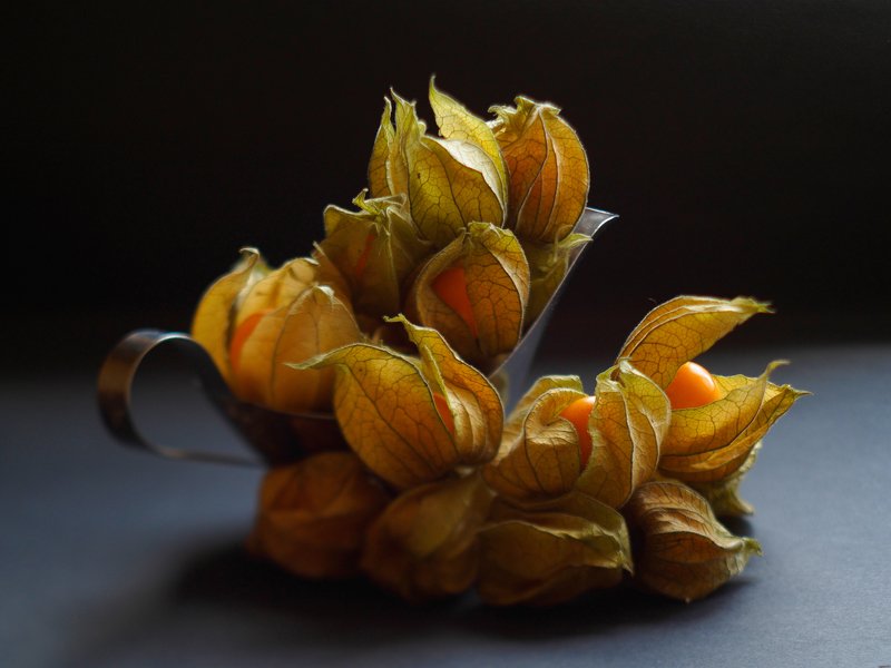 physalis фото превью