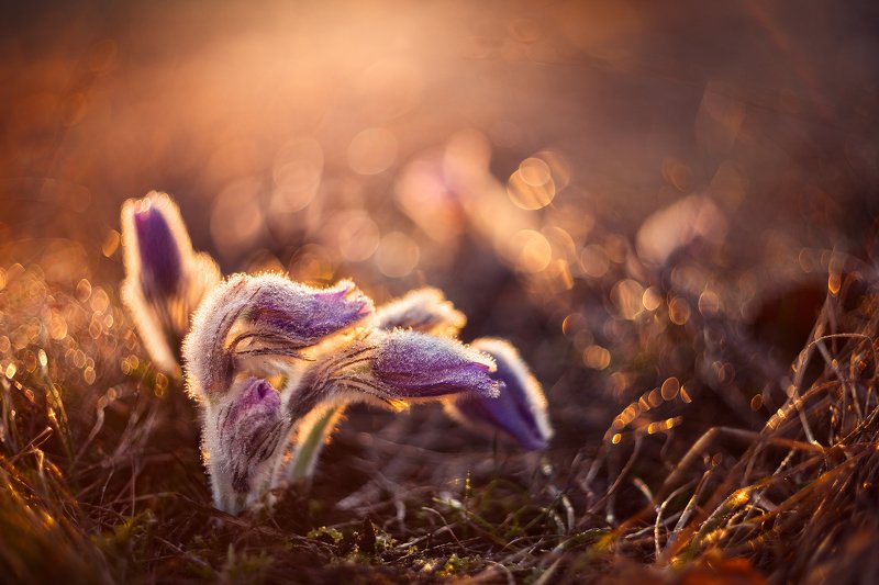 pulsatilla, flower, morning, old lens, spring,bokeh, helios, Pulsatilla фото превью