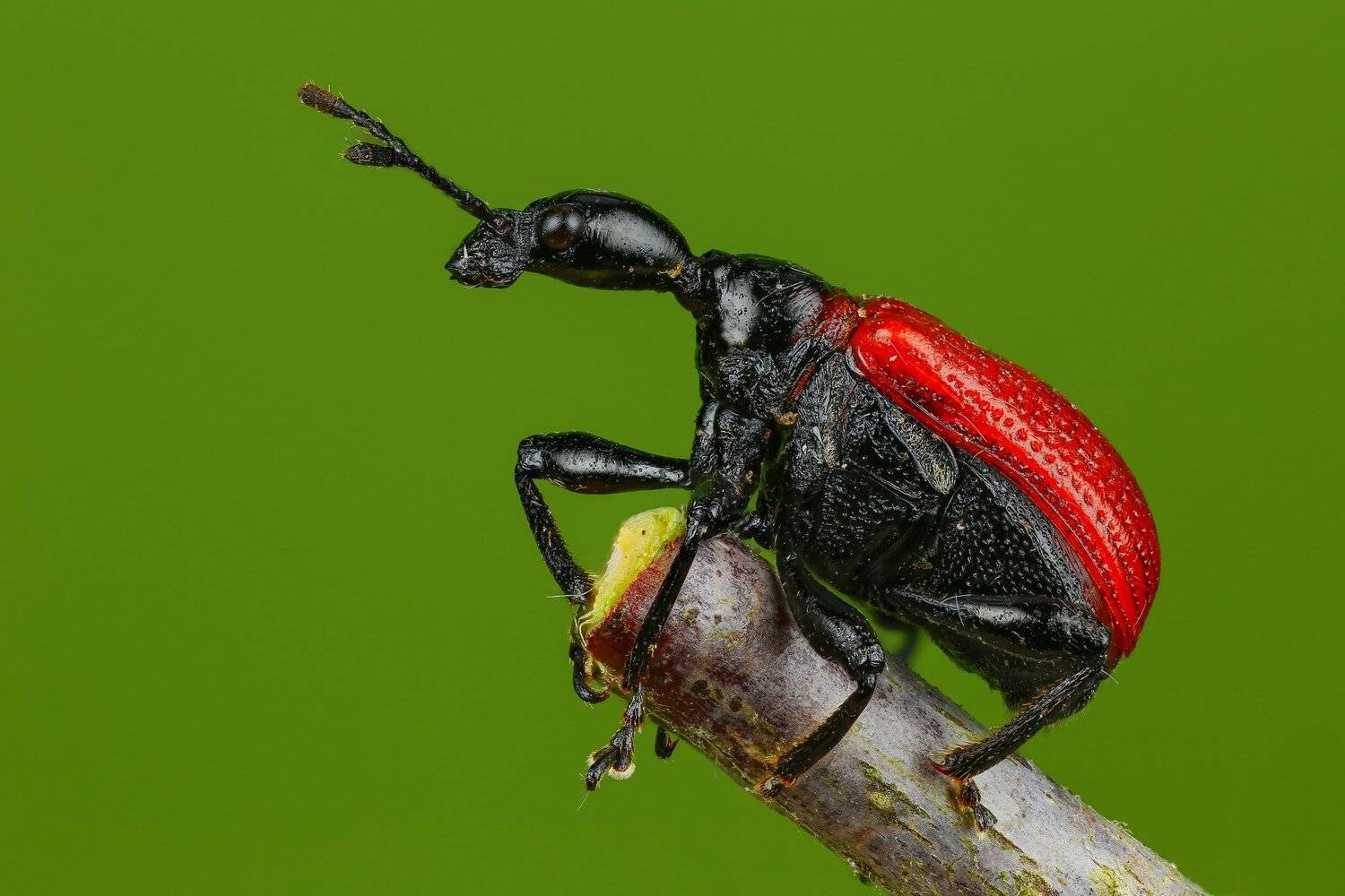 , Андрей Шаповалов