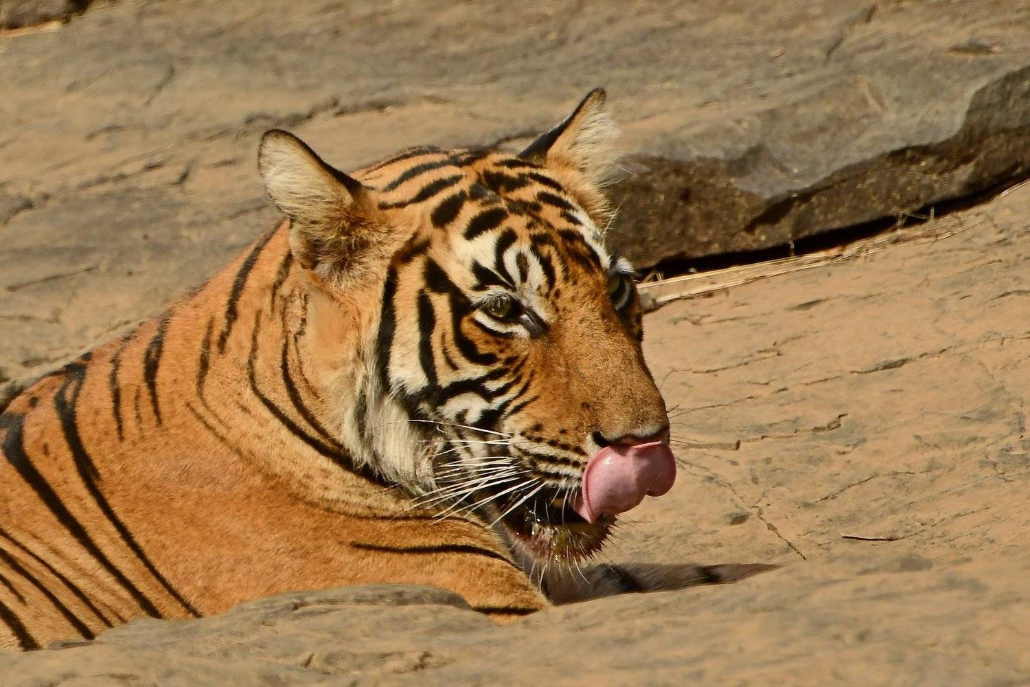 тигр, Александр Маркелов