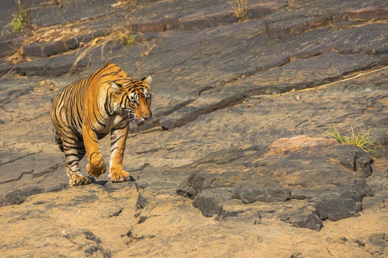 тигр, Александр Маркелов