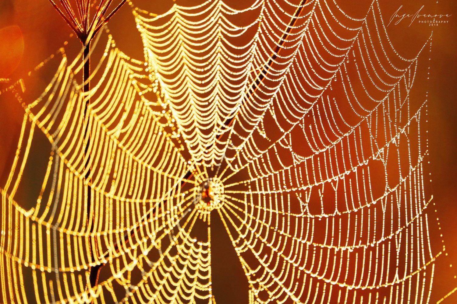 паутинка, Инга Иванова