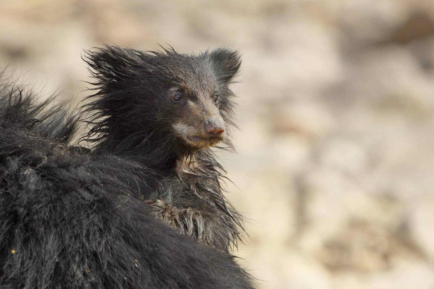 индия.балу(губач), Александр Маркелов
