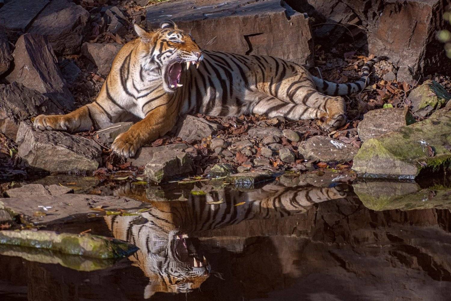 тигр, Александр Маркелов