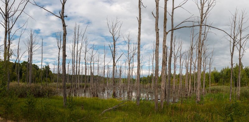 Болото фото превью