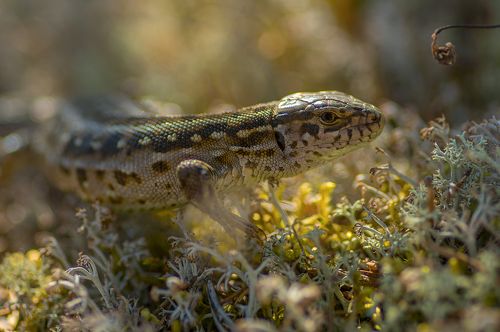 Встреча в лесу. Портрет лесной Дракоши