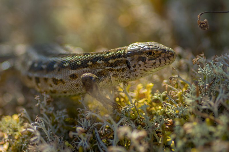 Встреча в лесу. Портрет лесной Дракоши фото превью