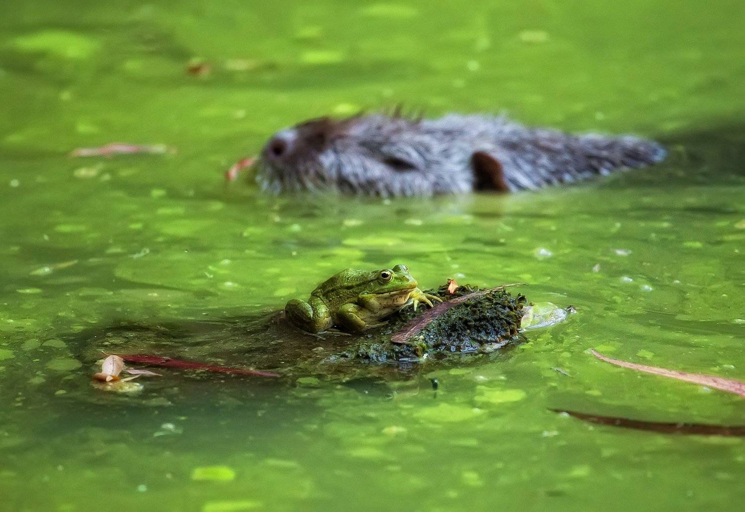 , Павел Сагайдак